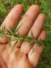 Symphyotrichum pilosum