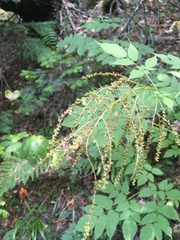 Aruncus dioicus