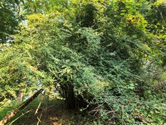 Ligustrum quihoui