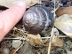 Thersites mitchellae