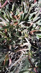 Carpobrotus mellei