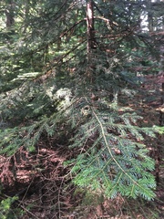 Abies nordmanniana