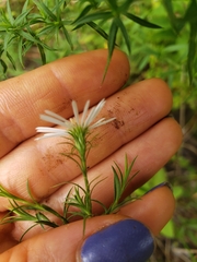 Symphyotrichum pilosum