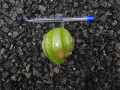 Garcinia gummi-gutta
