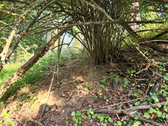 Ligustrum quihoui