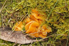 Phaeohelotium baileyanum