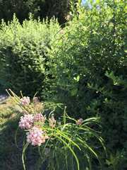Asclepias fascicularis