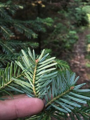 Abies nordmanniana