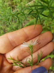 Symphyotrichum pilosum