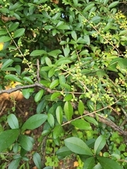 Ligustrum quihoui