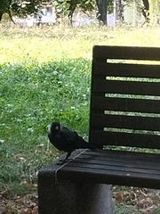 Corvus monedula