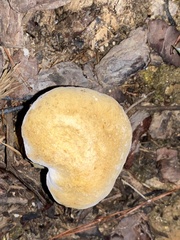Tylopilus felleus