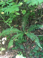 Polystichum braunii