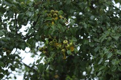 Pyrus