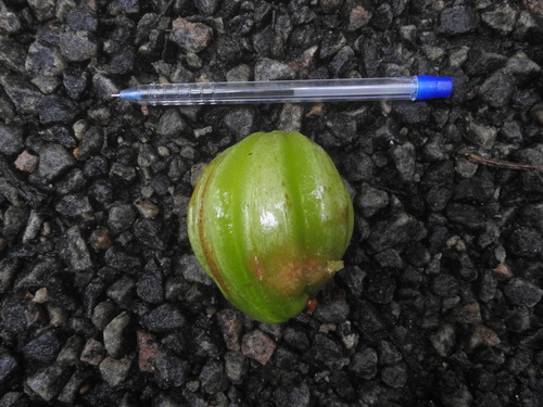 Garcinia gummi-gutta, photograph 4