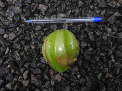 Garcinia gummi-gutta