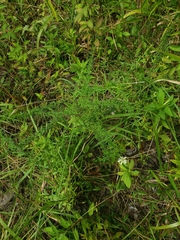 Symphyotrichum pilosum