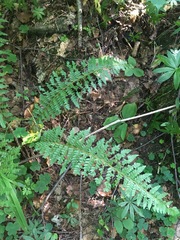 Polystichum braunii