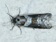 Lepidoscia heliochares