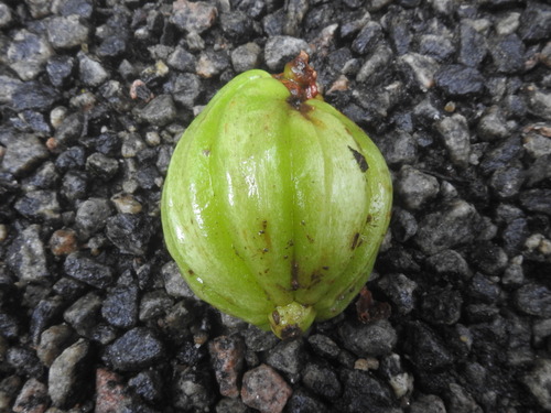 Image of Garcinia gummi by (c) Srinivasan Kasinathan, some rights reserved (CC BY)