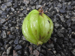 Garcinia gummi-gutta