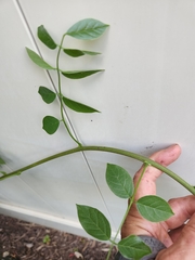 Euonymus
