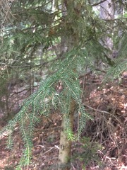 Picea orientalis