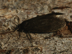 Lypusa maurella