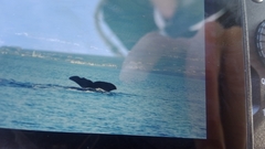 Physeter macrocephalus