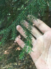 Picea orientalis