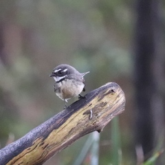 Rhipidura albiscapa