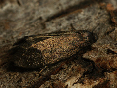 Lypusa maurella