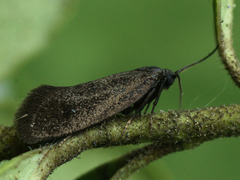 Lypusa maurella