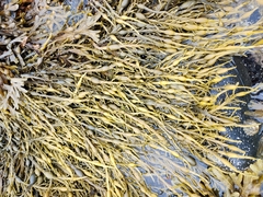 Ascophyllum nodosum