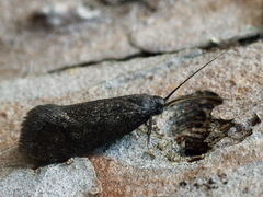 Lypusa maurella
