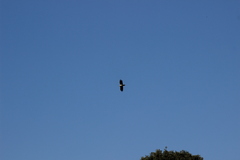 Neophron percnopterus