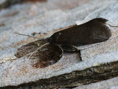 Lypusa maurella