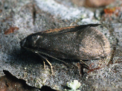 Lypusa maurella