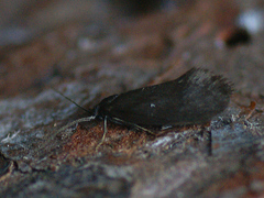 Lypusa maurella
