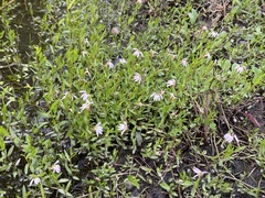 Lobelia chinensis
