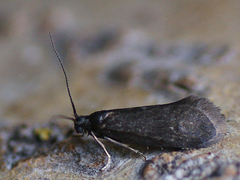 Lypusa maurella