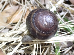 Thersites mitchellae