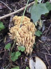 Ramaria formosa