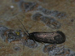 Lypusa maurella