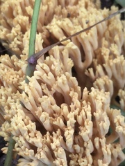 Ramaria formosa