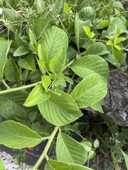 Heliotropium verdcourtii