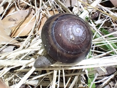 Thersites mitchellae