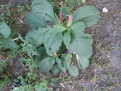 Phytolacca acinosa