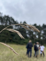 Calamagrostis epigejos