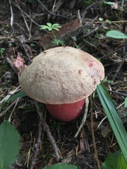 Rubroboletus rubrosanguineus